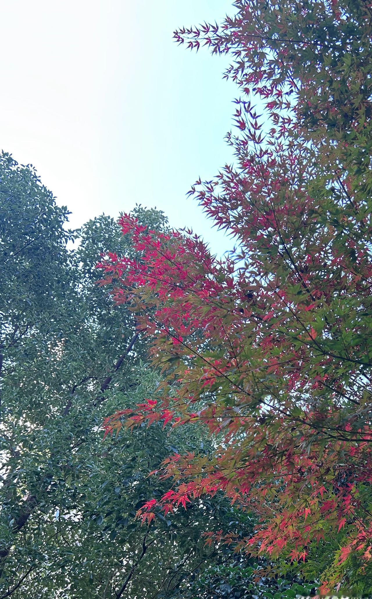 今天早上俩宝很乖，
跟爸爸视频完就出去玩了。
我昨晚没洗澡就睡着了，
等他们出去