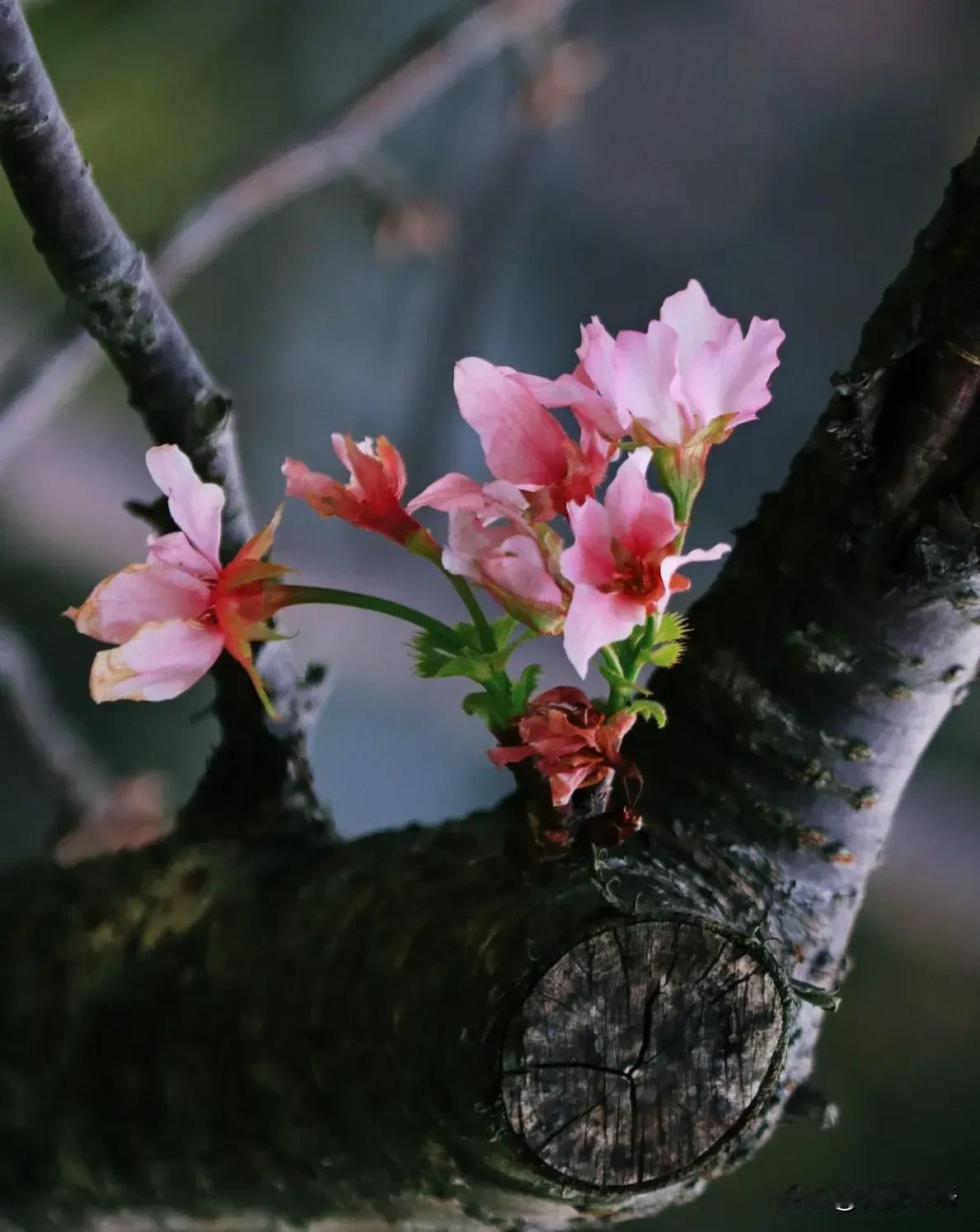 下联：赏一年四季花。请你对上联做春夏秋冬梦。