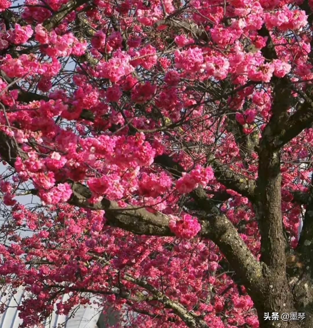 我应该是被人拉黑了😭


最近不知道得罪谁了，一个劲儿的掉粉，唉！抓不住的沙，