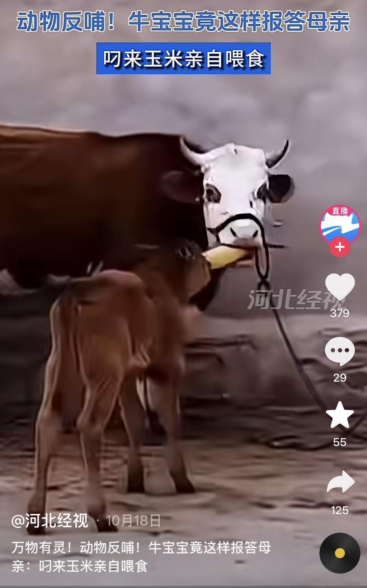 动物反哺！牛宝宝竟这样报答母亲。刚出生几个月的小牛犊跑过去把玉米棒子叼起来喂给妈