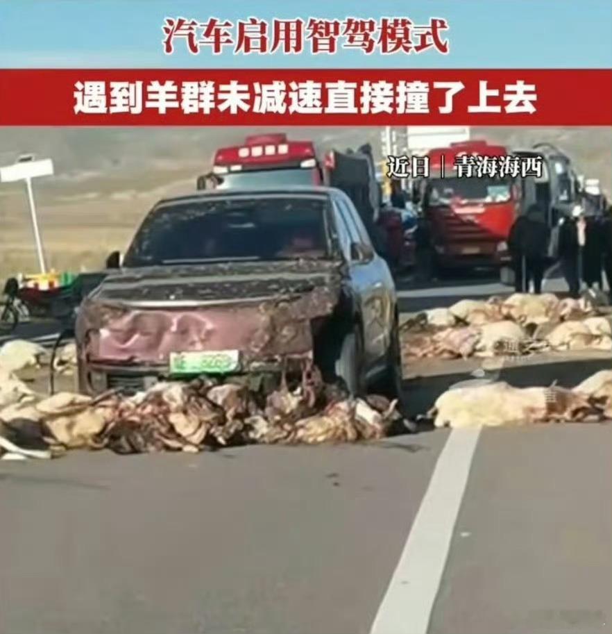 汽车启用智驾模式撞上羊群我不李姐[摊手]为什么总是有人认为开了辅助驾驶就不用看路