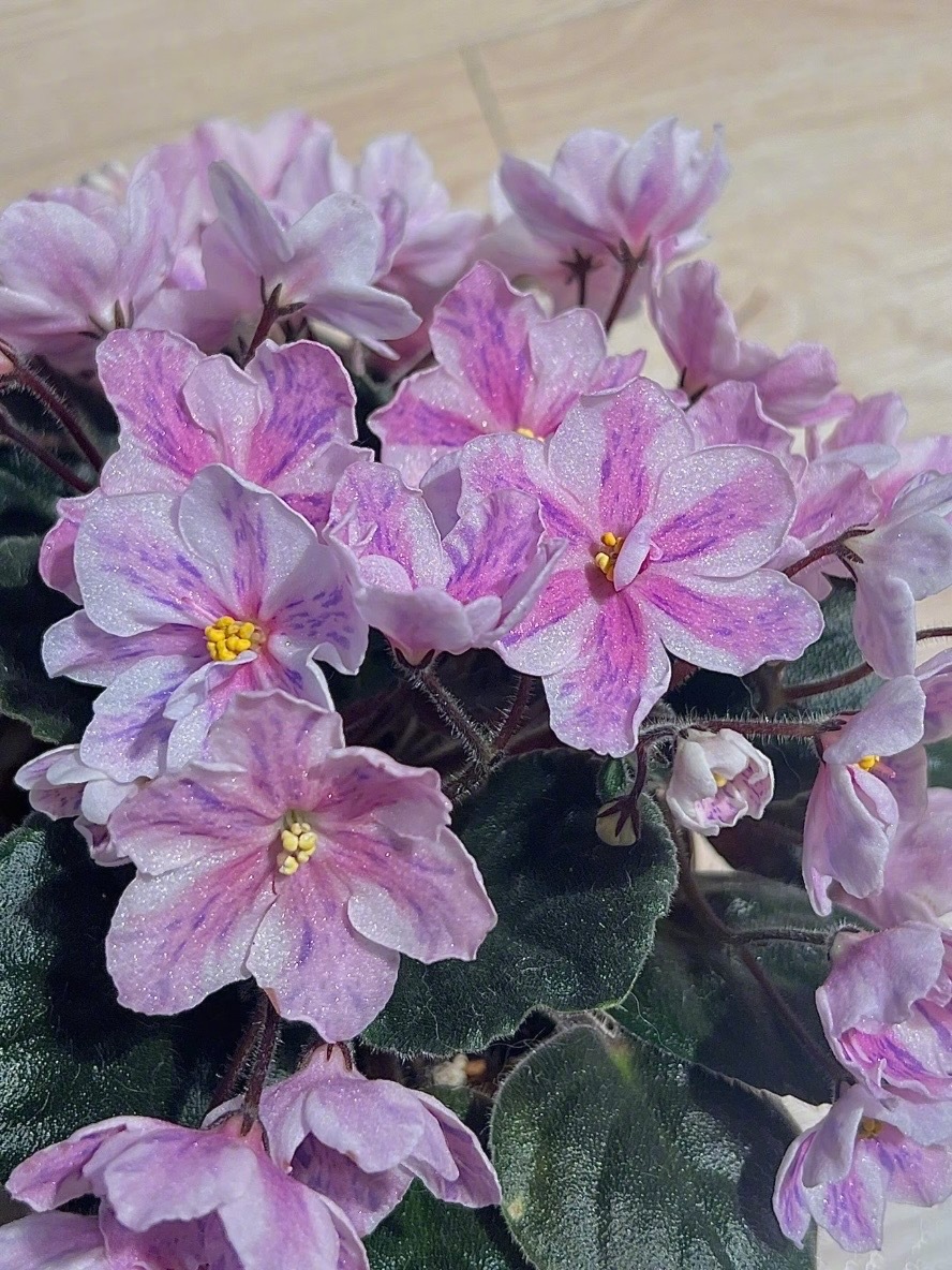 第一次见自带细闪的花 非洲堇🌸外号室内开花小劳模，又叫非洲紫罗兰，但和紫罗兰半