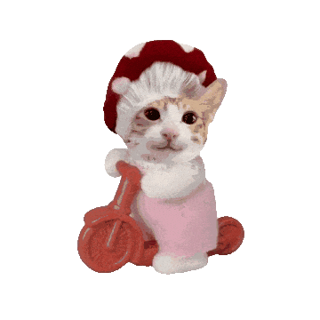 猫meme动态表情包 ​​​