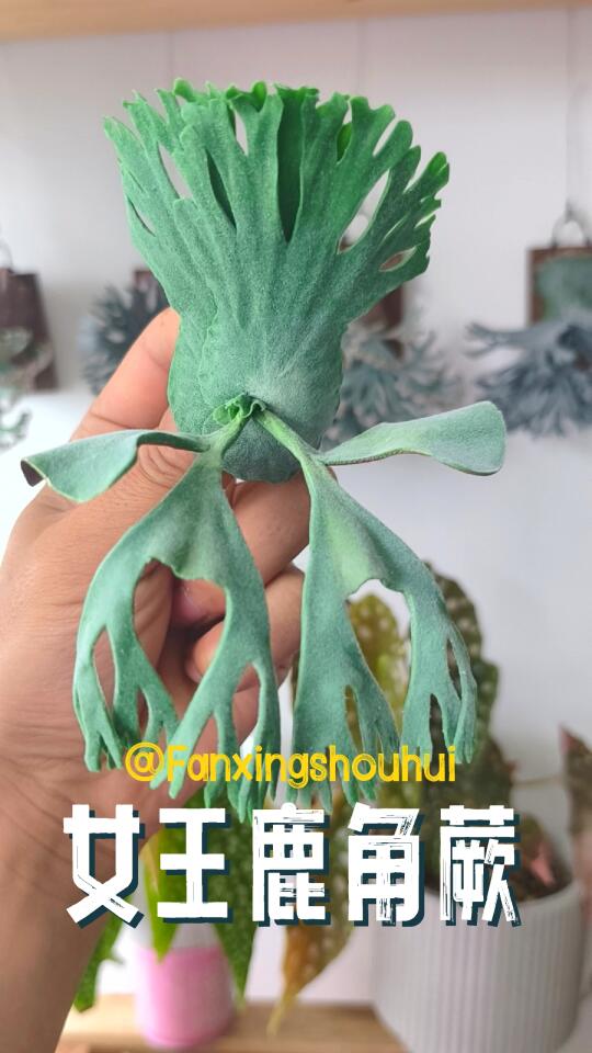 粘土手作｜把烦恼捏成可爱，治愈你的每一天