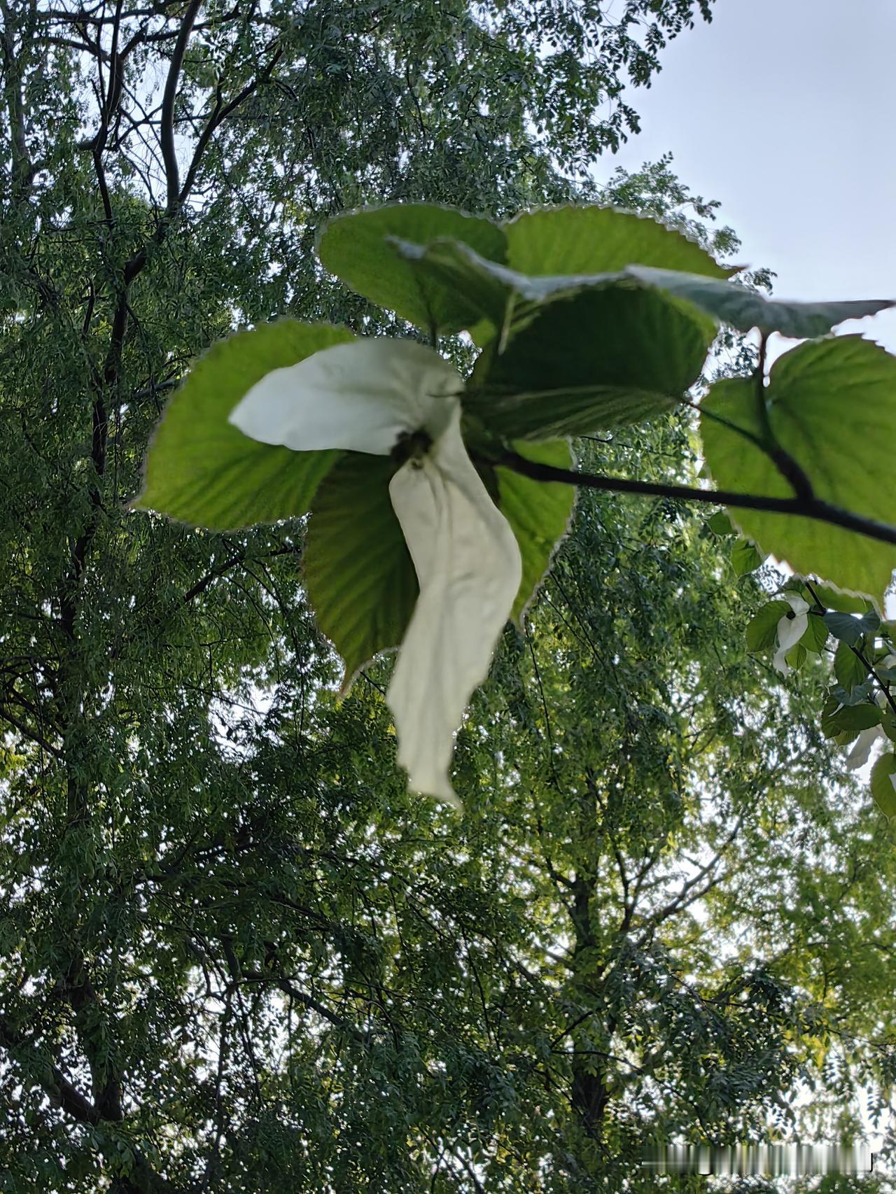 昨天在玄武湖终于找到了“国宝花”——珙桐花（植物大熊猫）。

按照网上的介绍地址