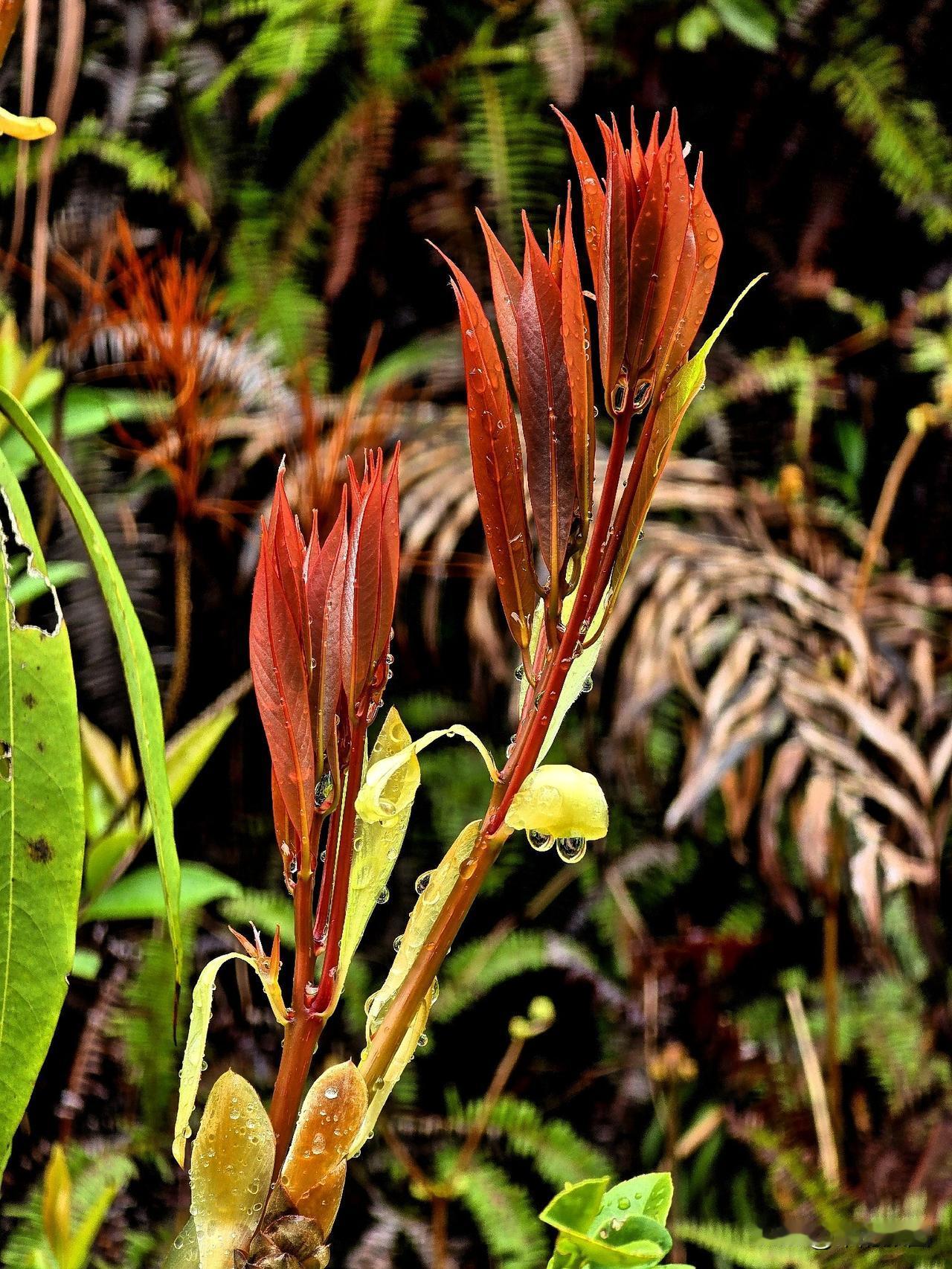 春雨新叶
细雨如丝润晓光，绛红新叶缀枝长。
珠凝翠幄轻沾露，苞褪鹅黄欲离霜。
软