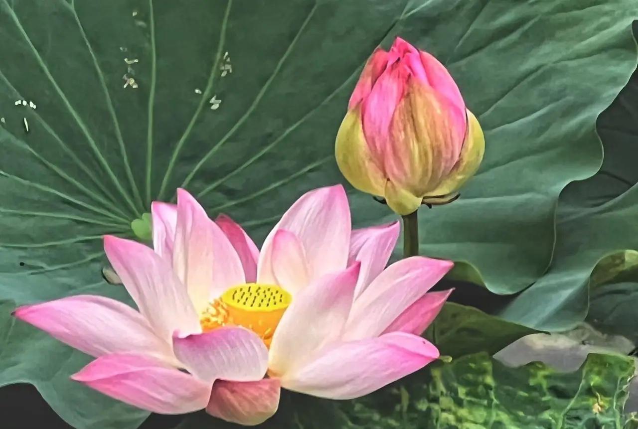 刚刚学到了4个极美好的成语：椿萱并茂、棠棣同馨、松萝共倚、兰桂齐芳。分别代表父母