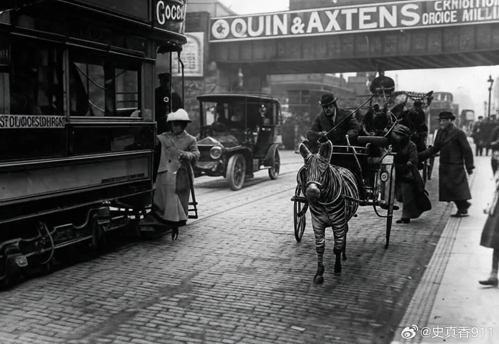 1931年伦敦，用斑马拉的马车。却有人尝试把斑马驯化成家畜，但是据说效果并不好，