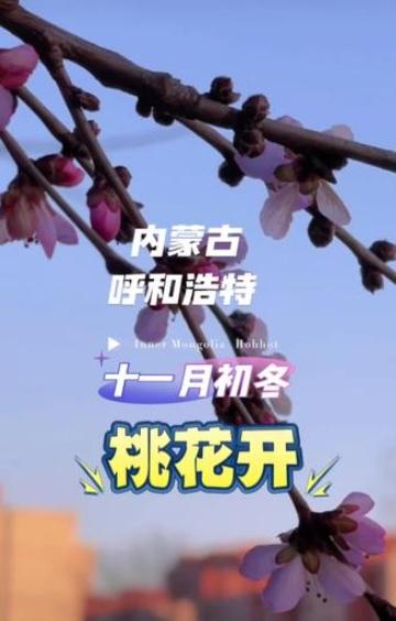 呼和浩特早开的桃花冻惨了
因为气候异常，呼和浩特多个区域的桃花、樱花居然开放了。