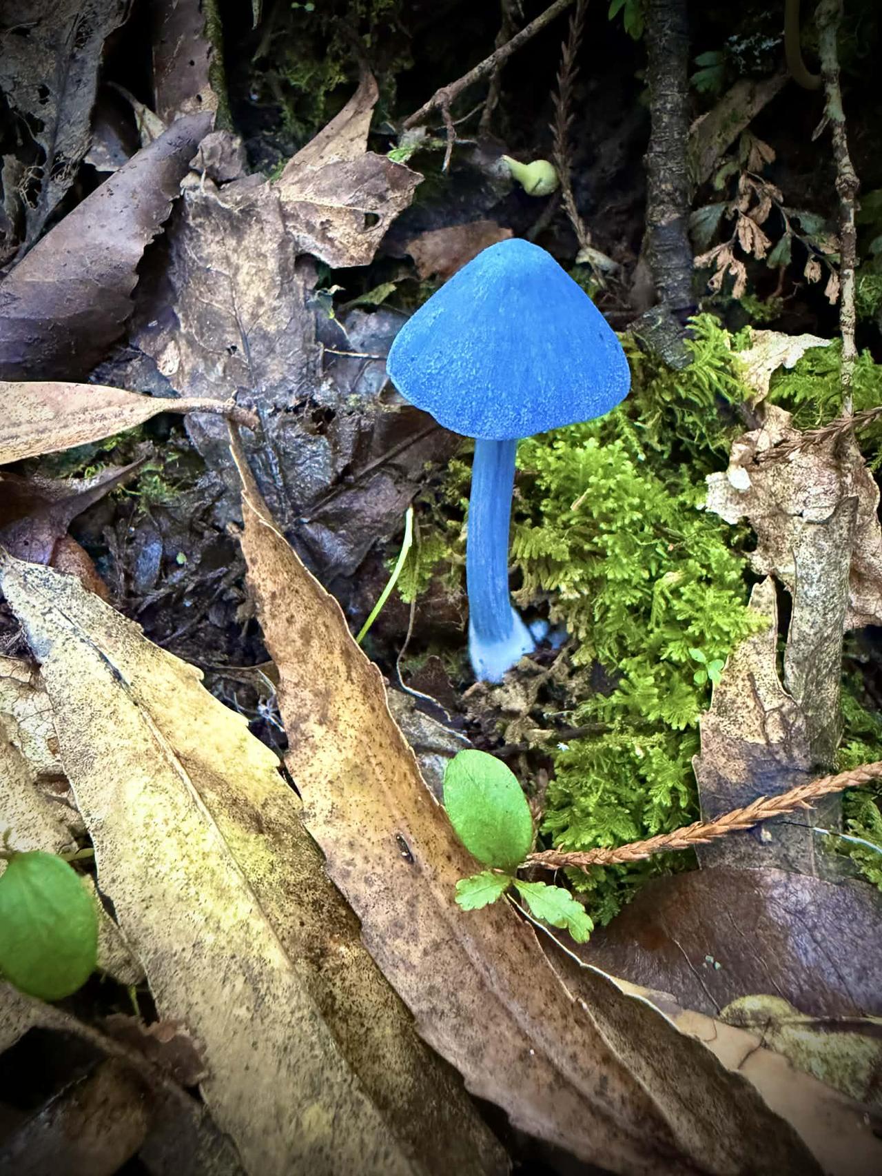 这是新西兰的werewere-kōkako蘑菇，因蓝色肉垂与kōkako鸟相似而