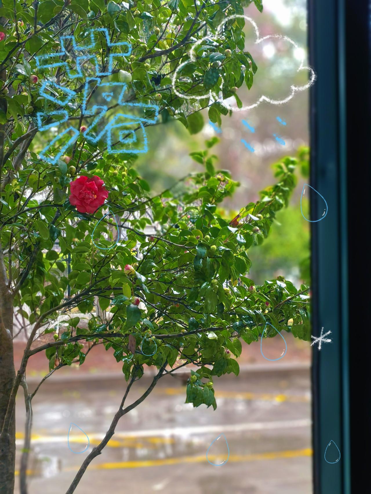 江南烟雨～

雨敲玻璃，
花染春意。

一窗光景，
温柔了整个雨天。