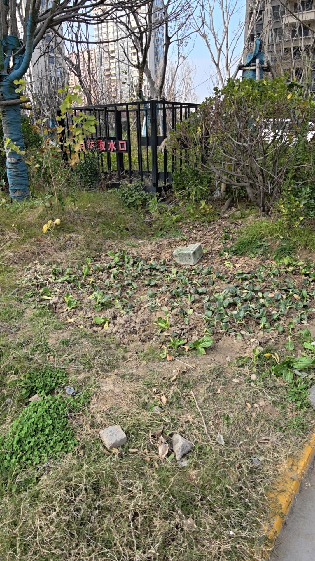 今天是金碧物业走后的第30天。

今天我把绿化带种菜的照片发到群里面。谁知却受到