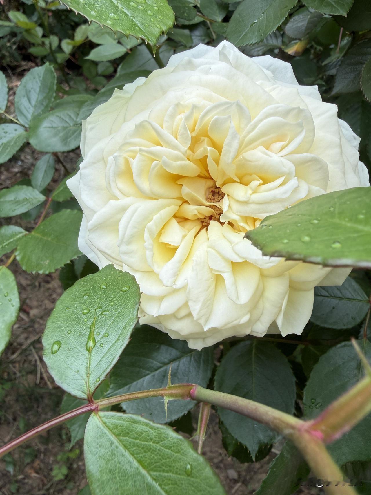 【小对联】
上：……？
下：休兵。