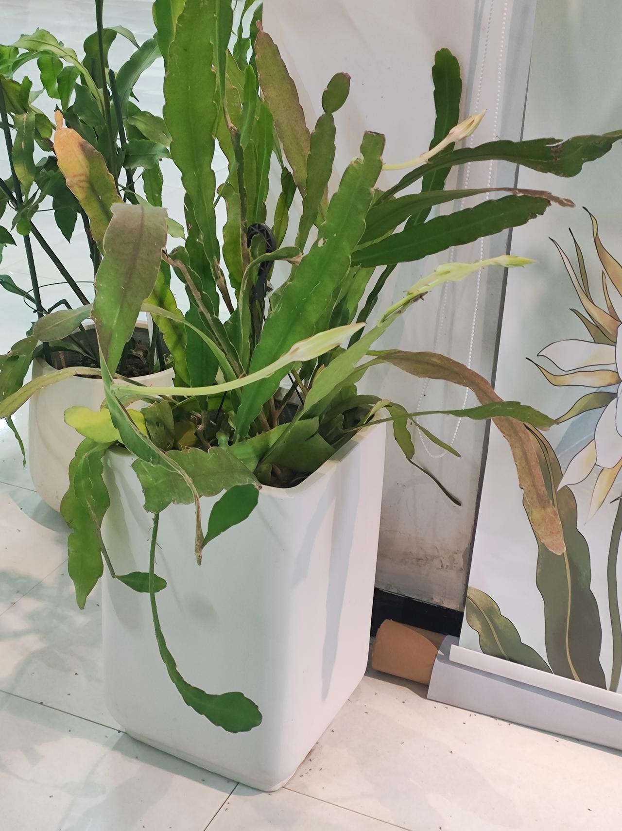 小昙花