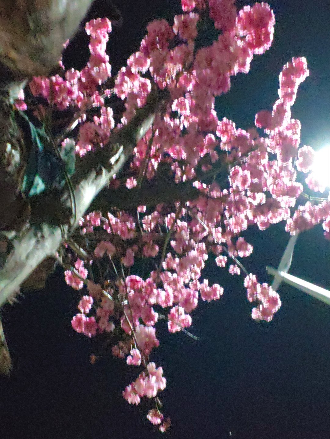 全是花花的相册🌸 ​​​