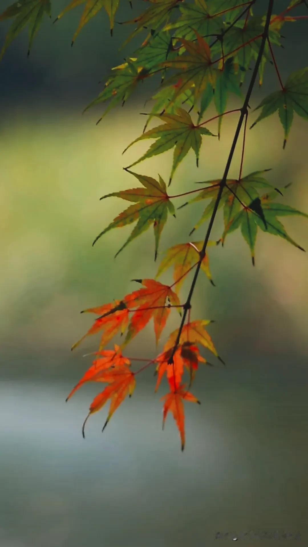 冬意渐浓，枫叶如火，大自然的美妙画卷。🍁🍂🍂。