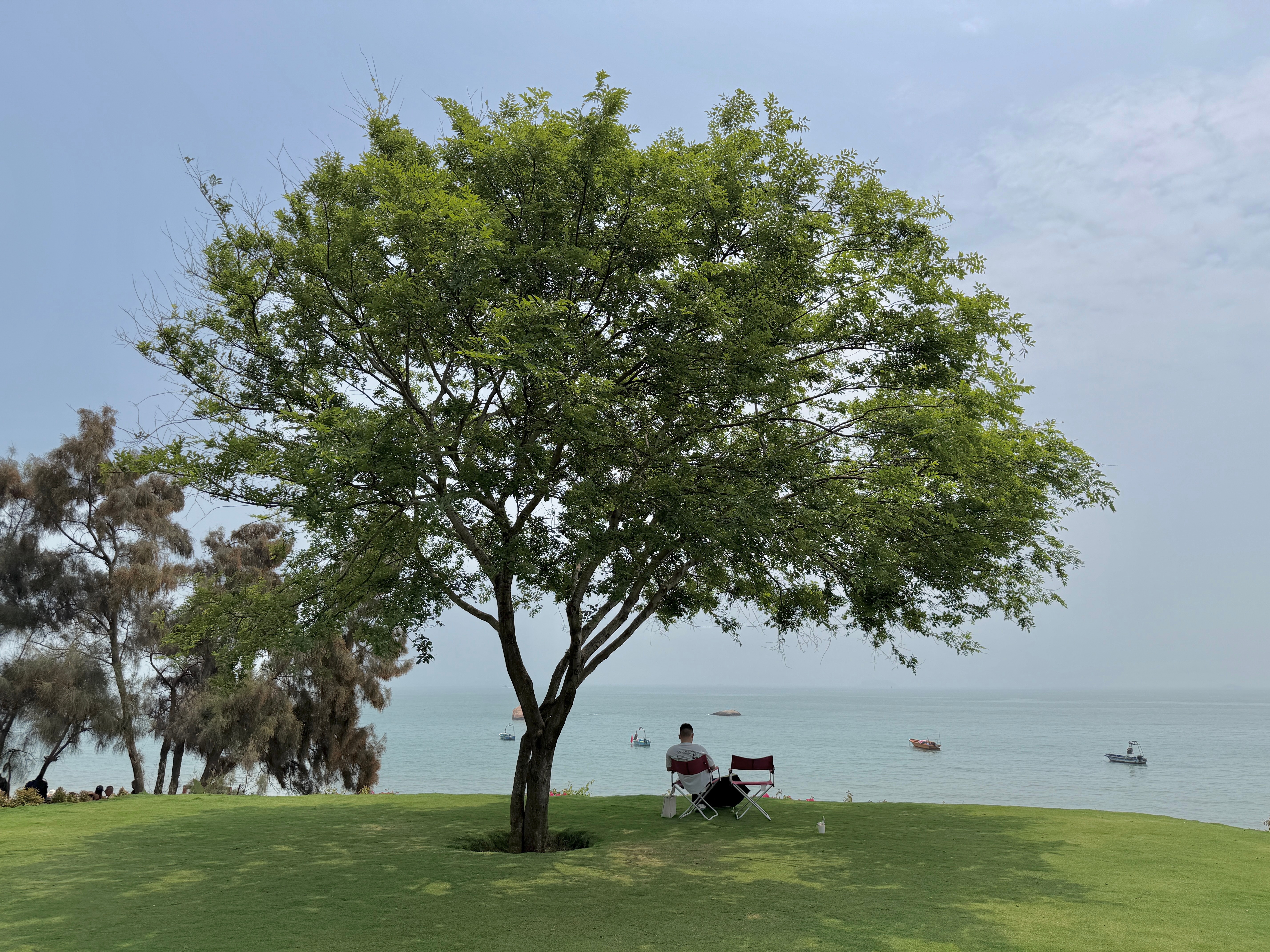 今天打卡了厦门网红树！很想在树下“咔嚓”一张，可这哥们一屁股就在树下坐下了久久不