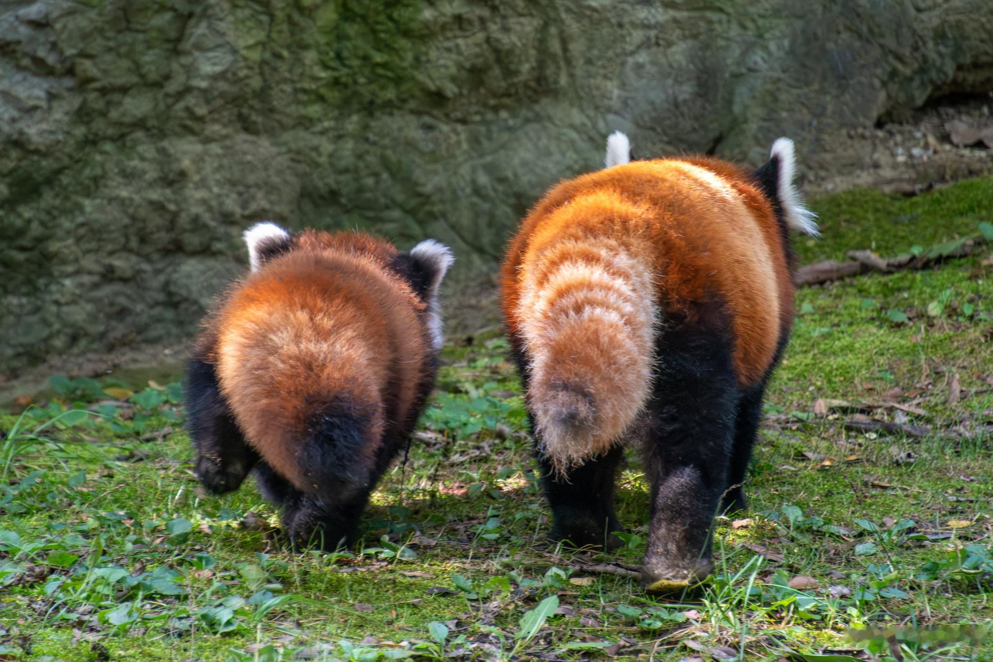 小熊猫宝宝 Penny 和她妈妈 Marcy©️CincinnatiZoo狐狸社