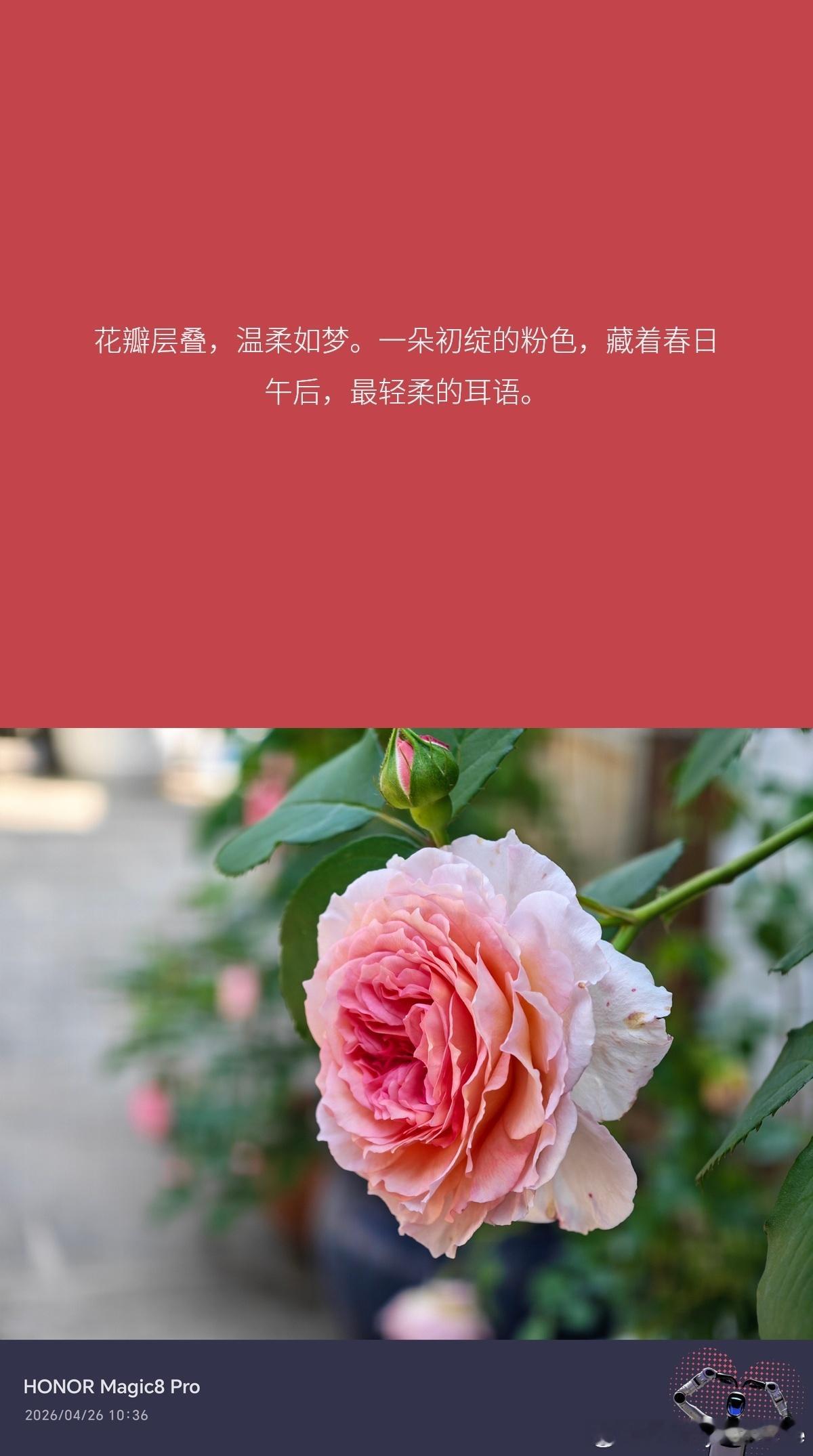 荣耀aimage