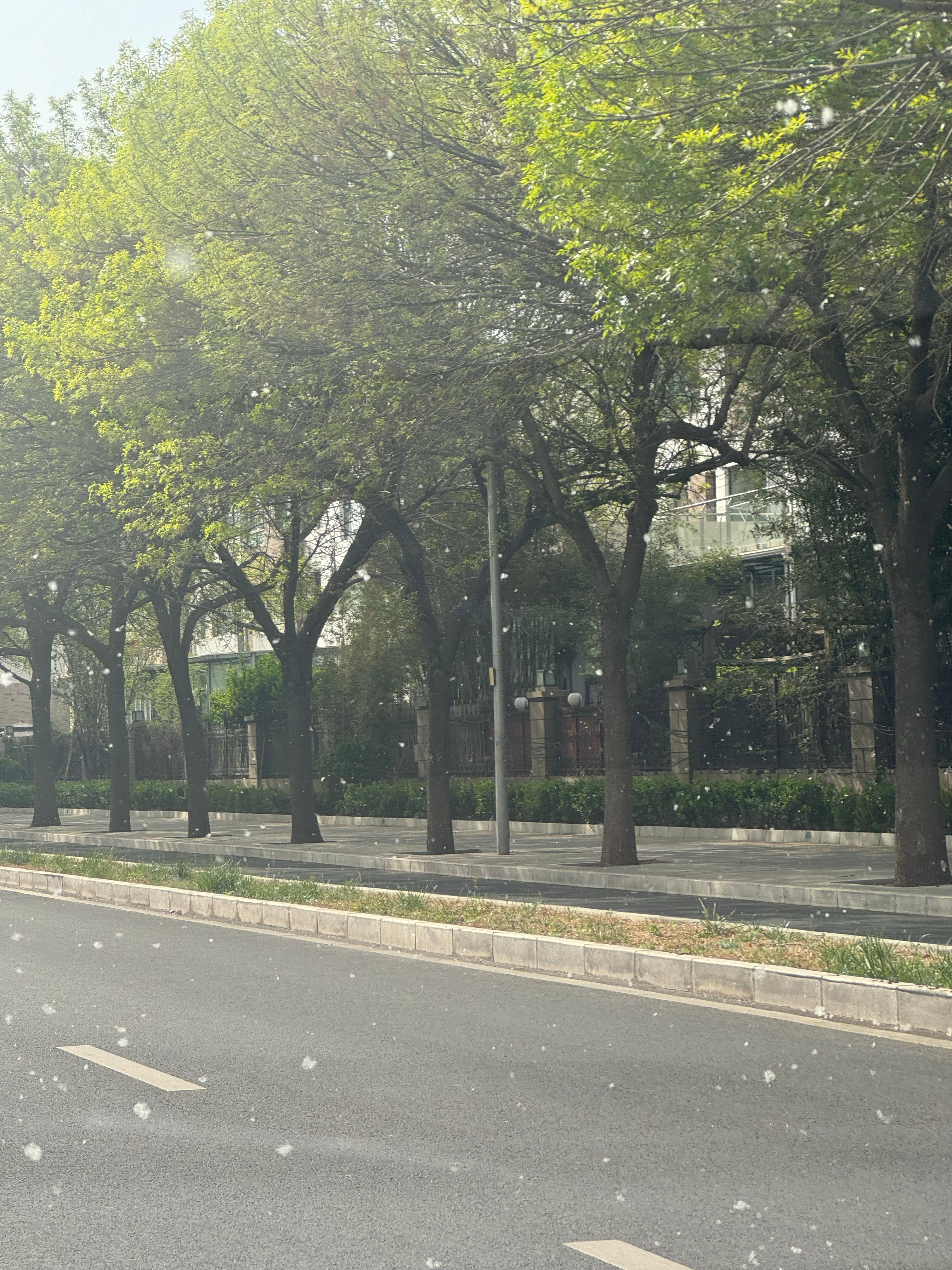 前两天北京还在下雨，这几天北京就开始下雪了，这个飞絮是真的烦