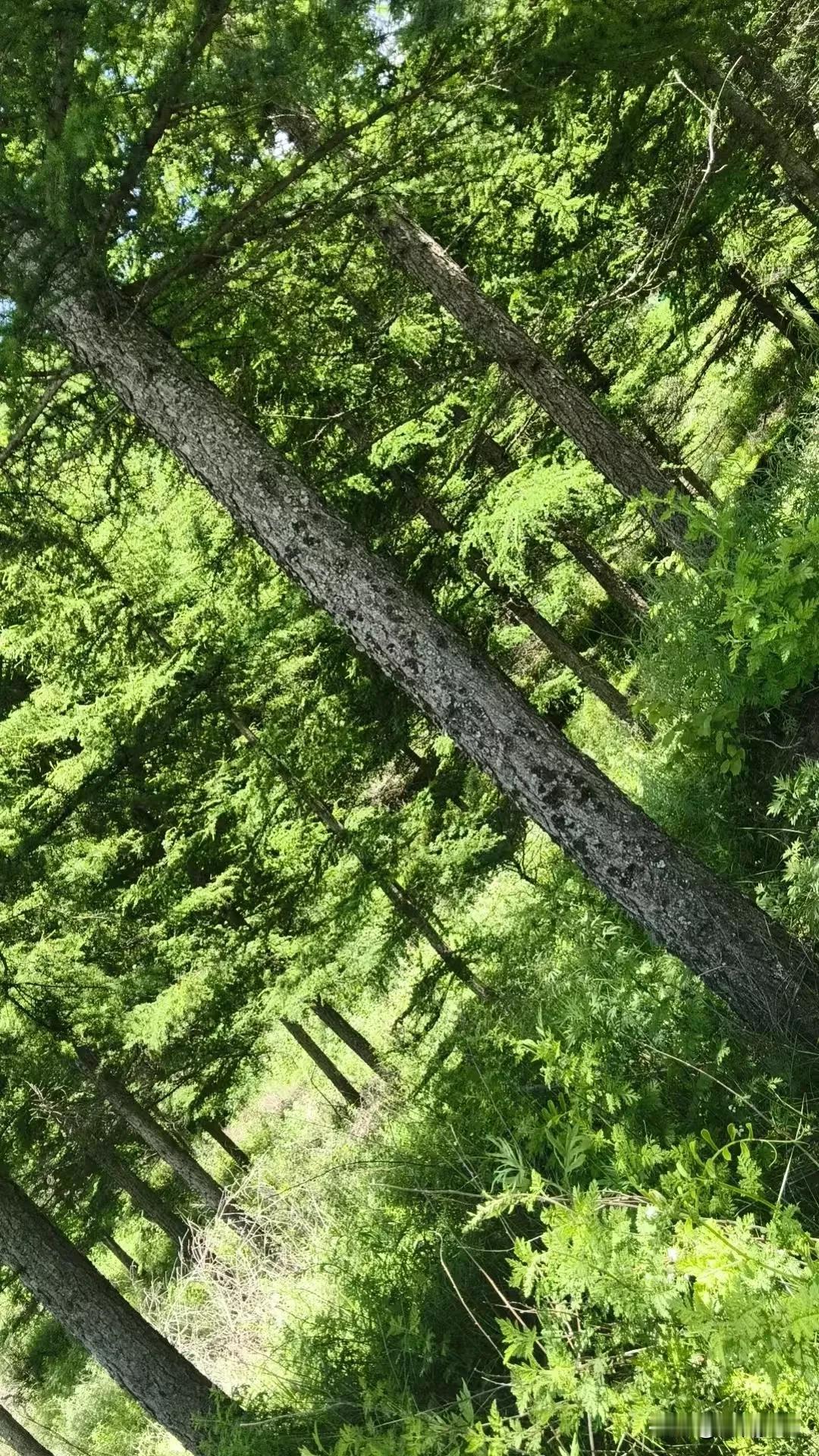 我一直觉得故乡的落叶松又直又冷
直是对的，冷也是对的

顶着阳光的青草又尖又嫩