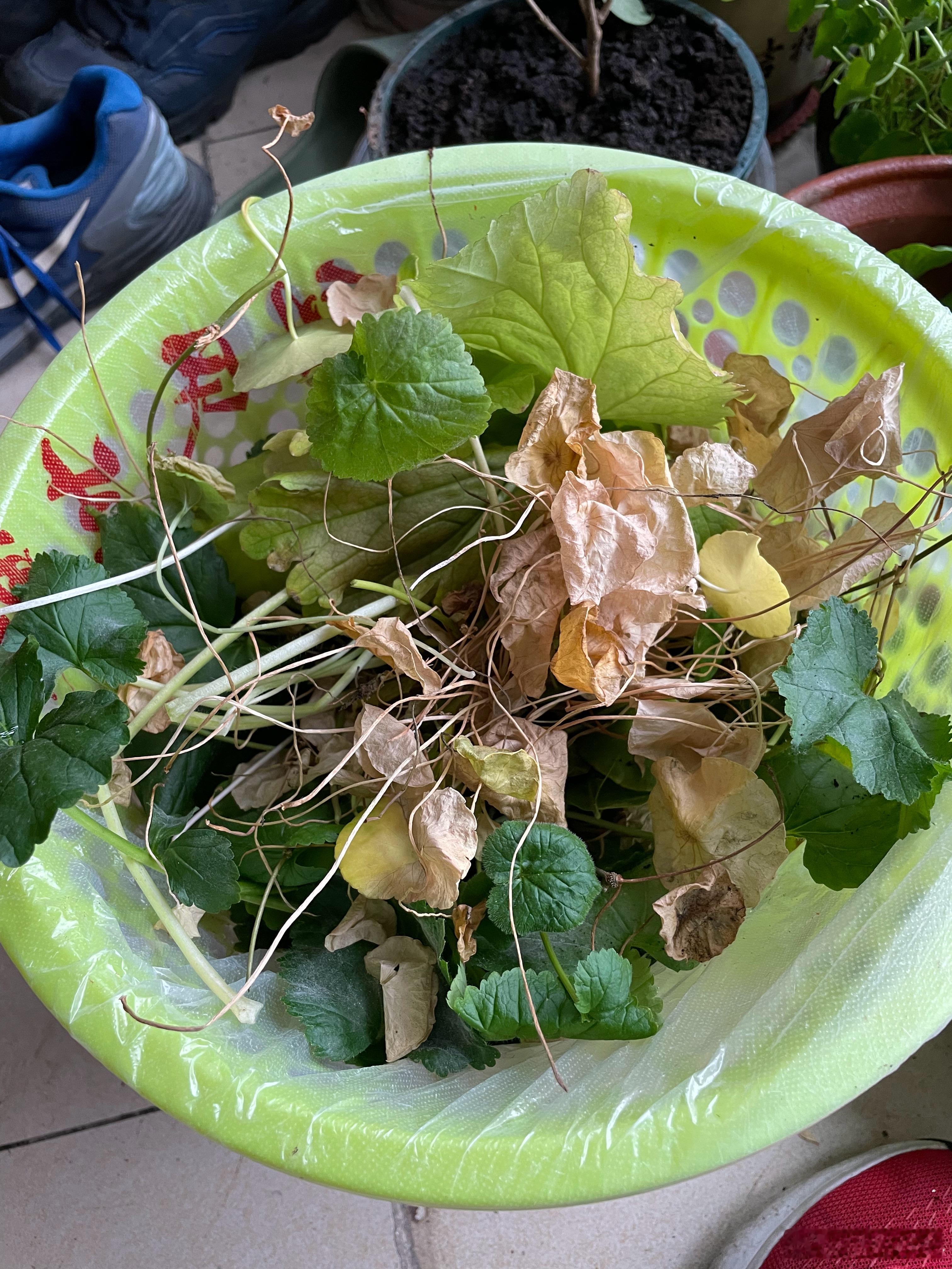 望月体育[超话]   家里的花花草草拾掇一下 