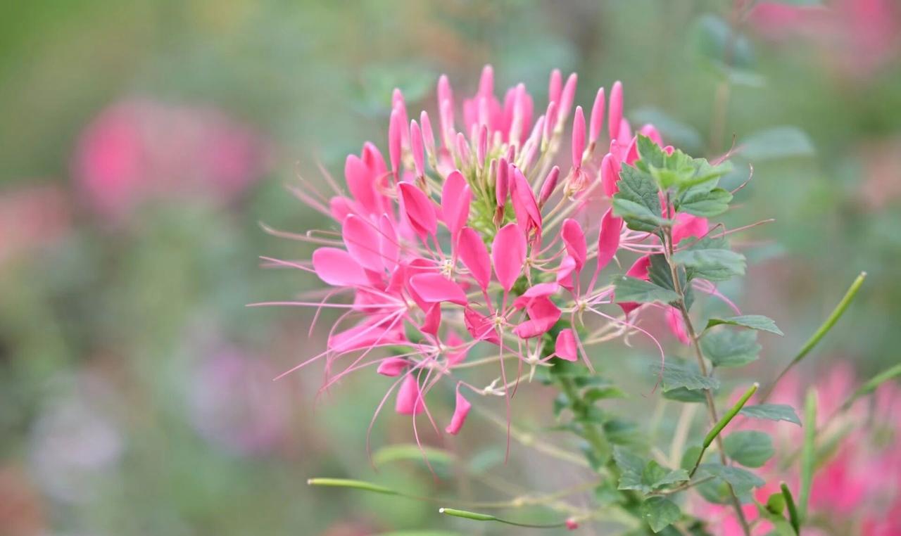 晒图笔记大赛这朵粉色醉蝶花在绿意中绽放得如梦似幻。层层叠叠的花瓣呈渐变粉，边缘微