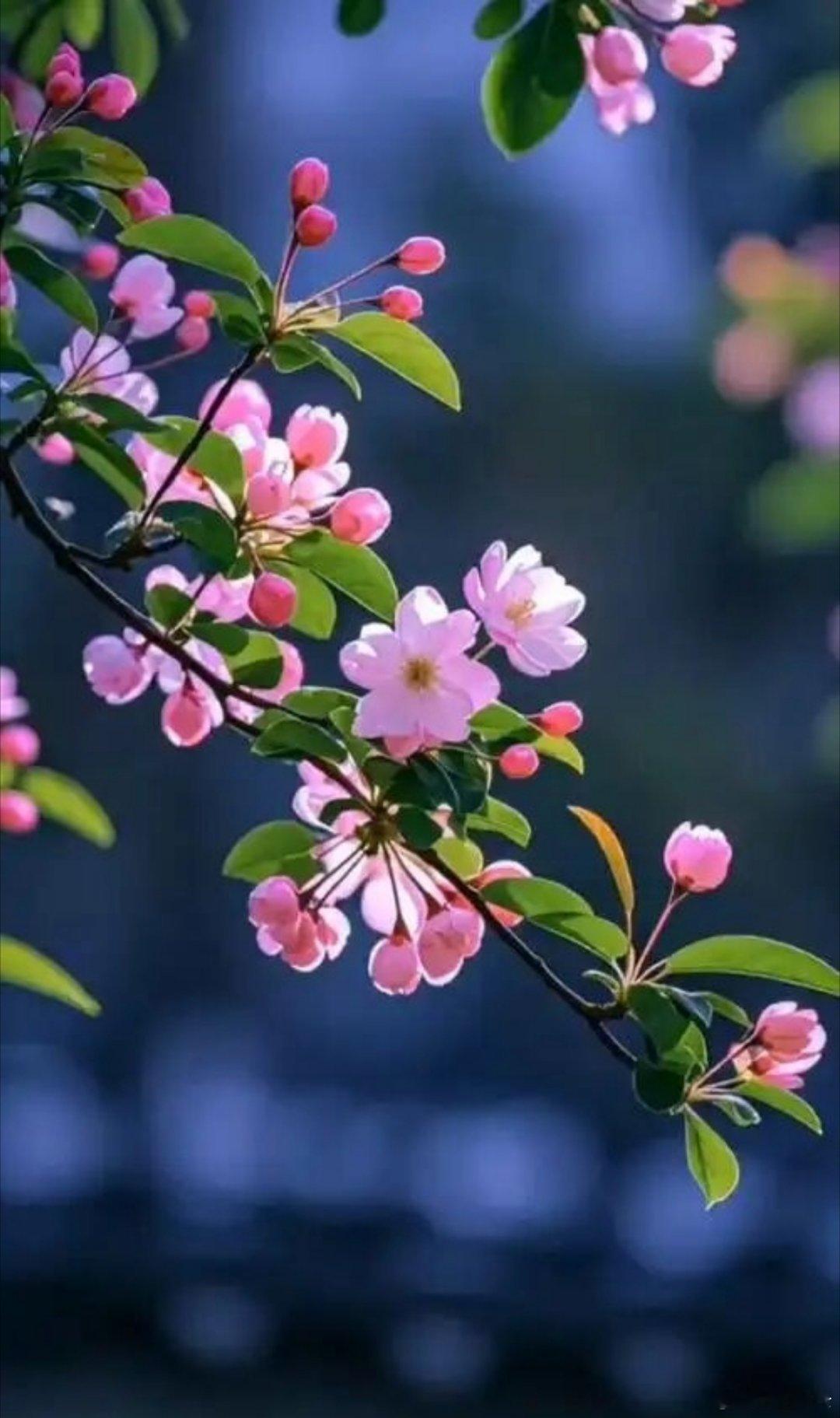 花到花期花才开蜂来蝶来你不来花的心事谁能猜你不知我为谁等待 