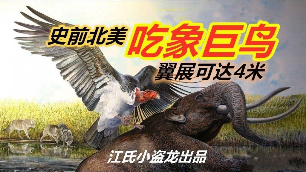 史前巨鸟｜巨型秃鹫，靠啃食猛犸尸体为生！
  如今北美洲体型最大的飞鸟，是极度濒