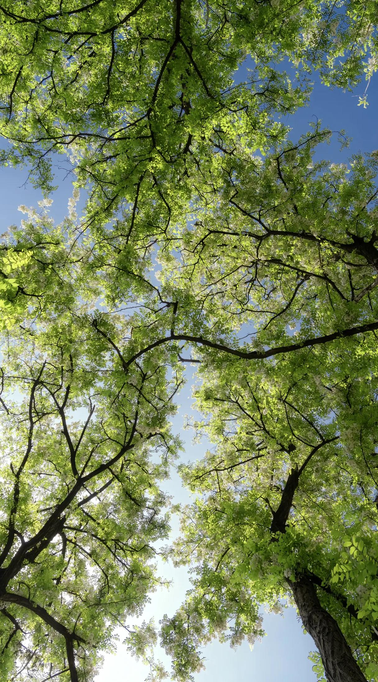 发现了一个奇怪的事，
有个伙计发作品50字左右，
每篇微头条都大几万，
真的是进