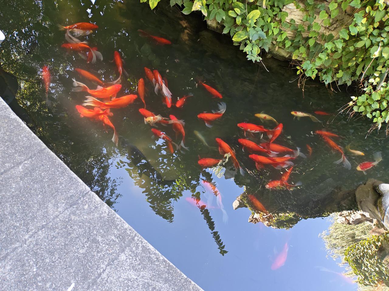 且行且珍惜，漫看花开，淡观云落，人生何处无美景！

顺势而为，自然而然。云在青天