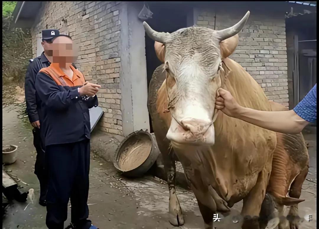近日在湖南某地，一位农民老刘家为耕地犁田，他养了一头黄身白脸的大耕牛，本来是用来