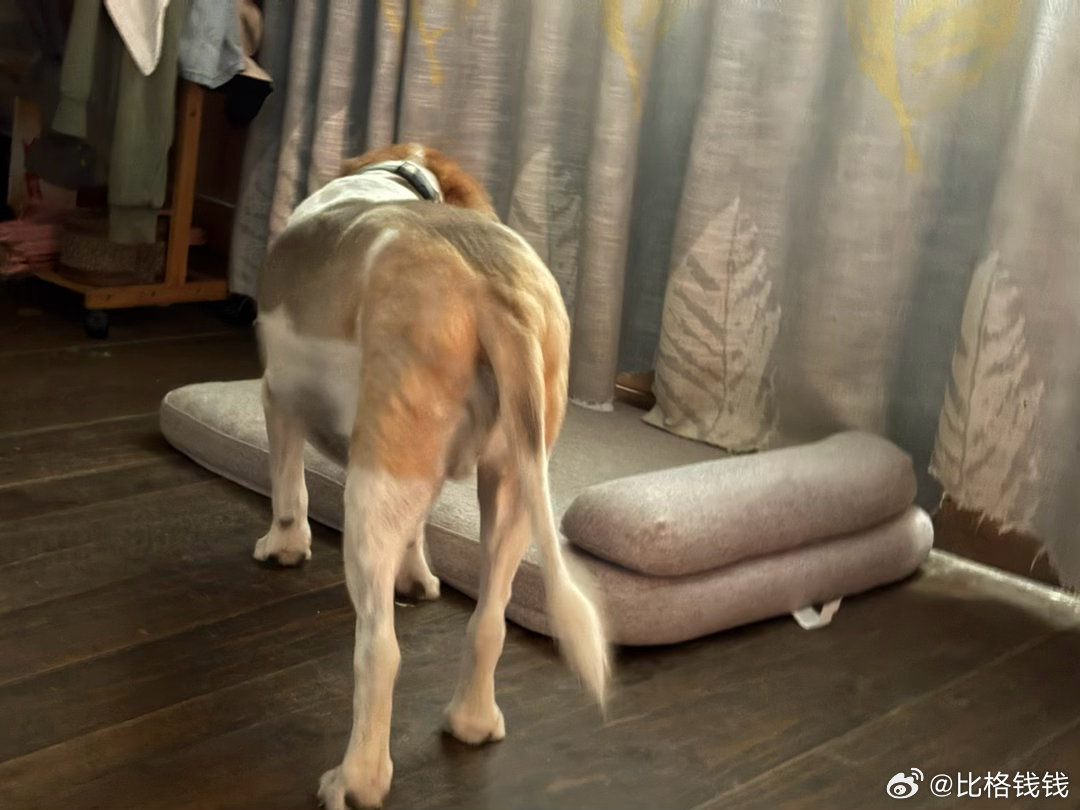 每次来外公这边都能惹到一身狗蚤，这次上了新买的狗蚤药看看好不好使！ 
