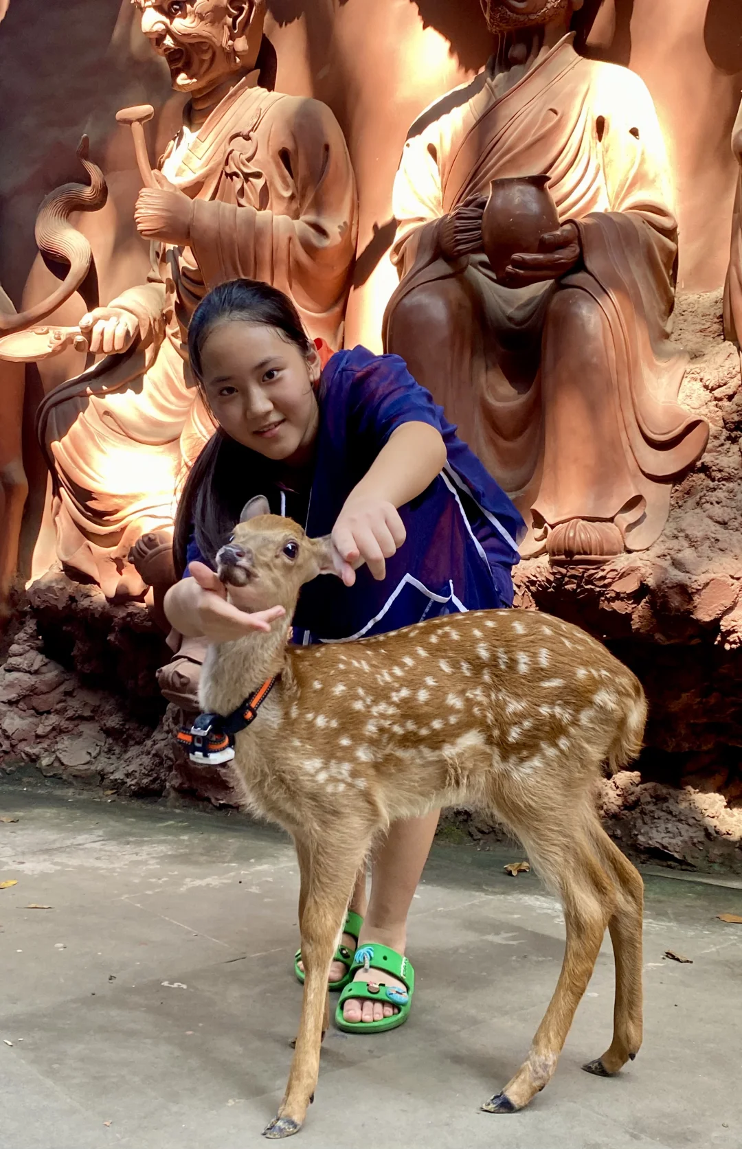 鹿明星培养第一步