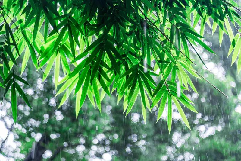 风摇竹叶清？恳上联