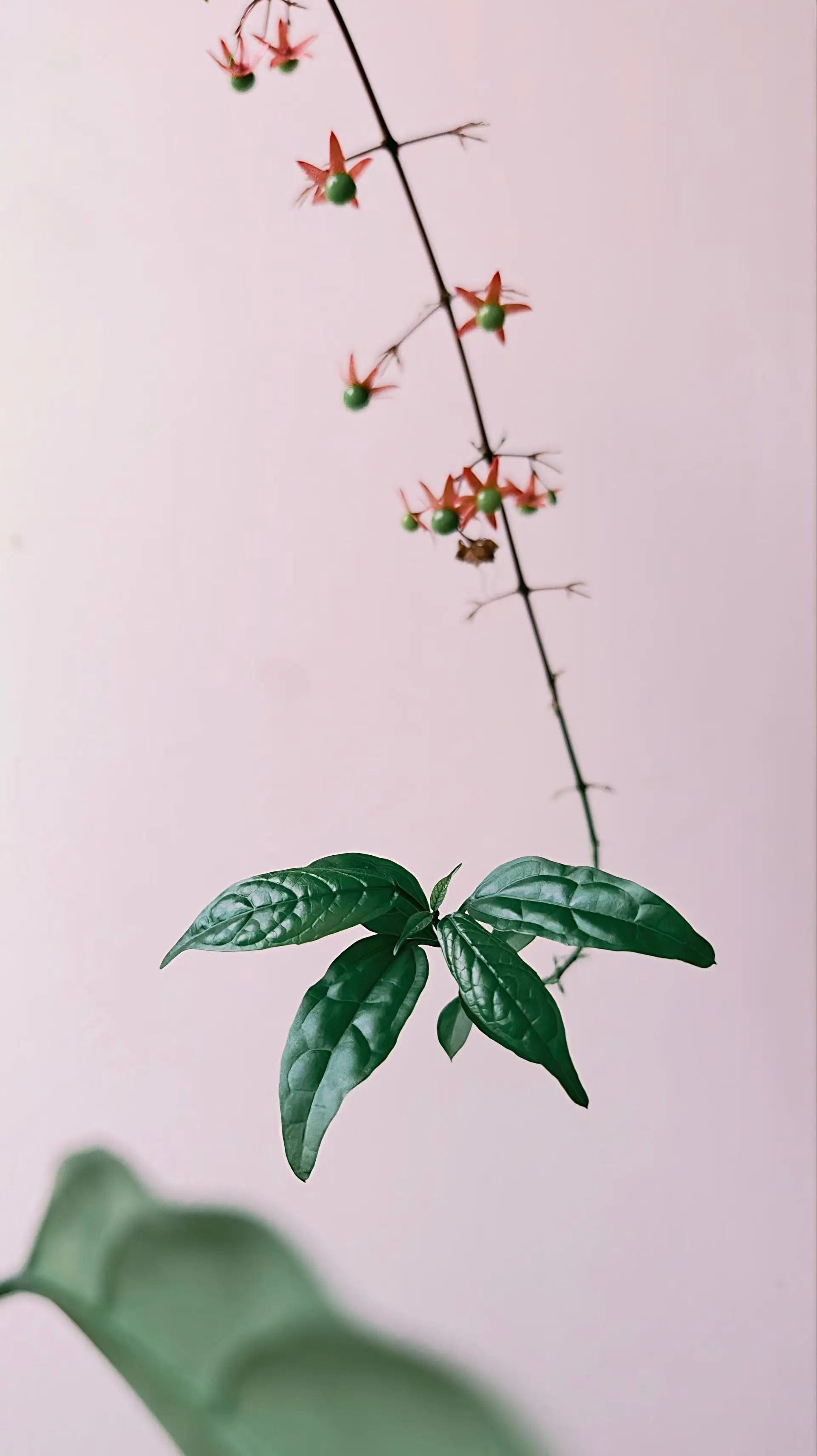花丝尖端抽新芽