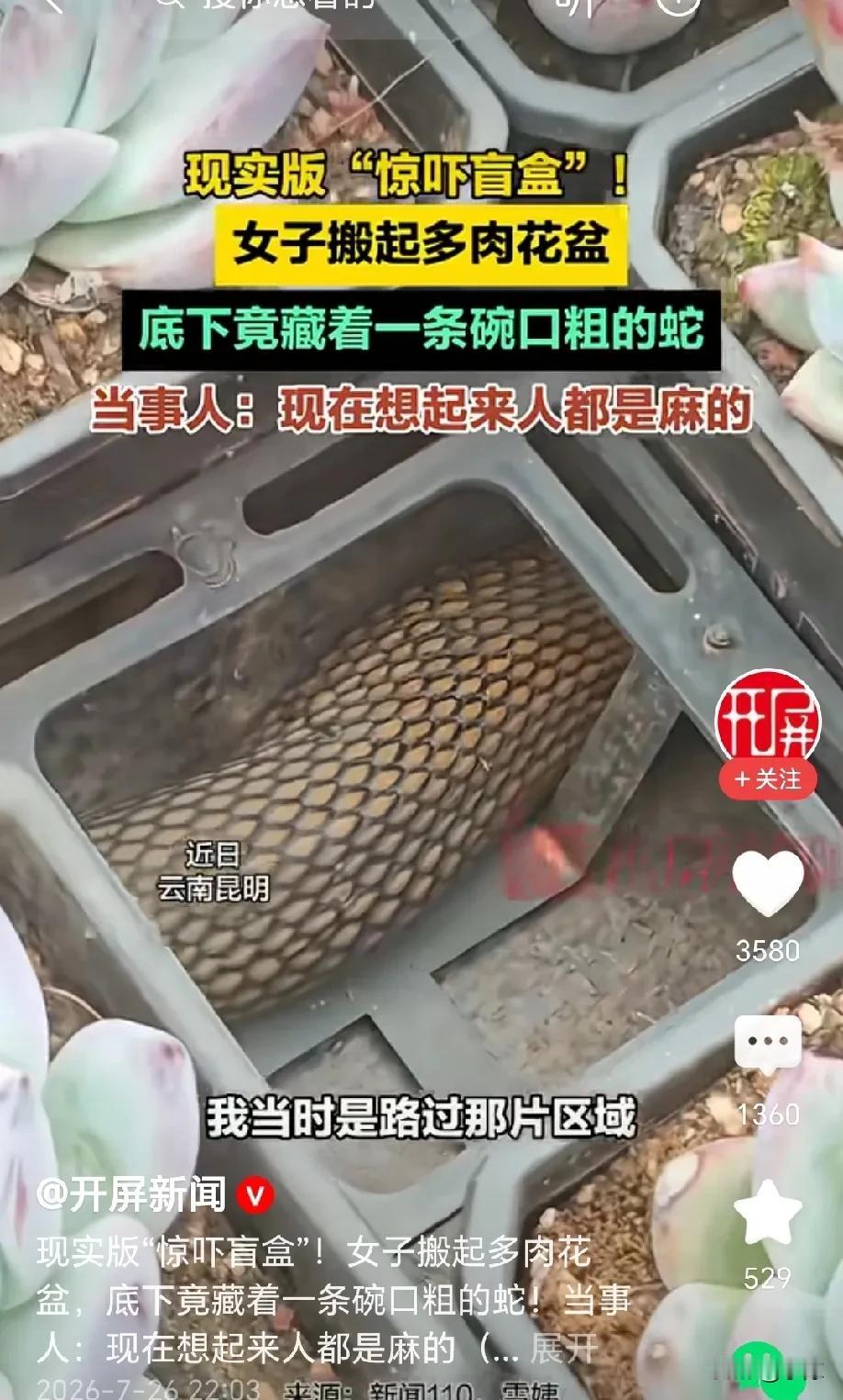 现实版“惊吓盲盒”！云南昆明，女子平时喜欢养一些植物，她发现多肉的花盆一鼓一鼓的