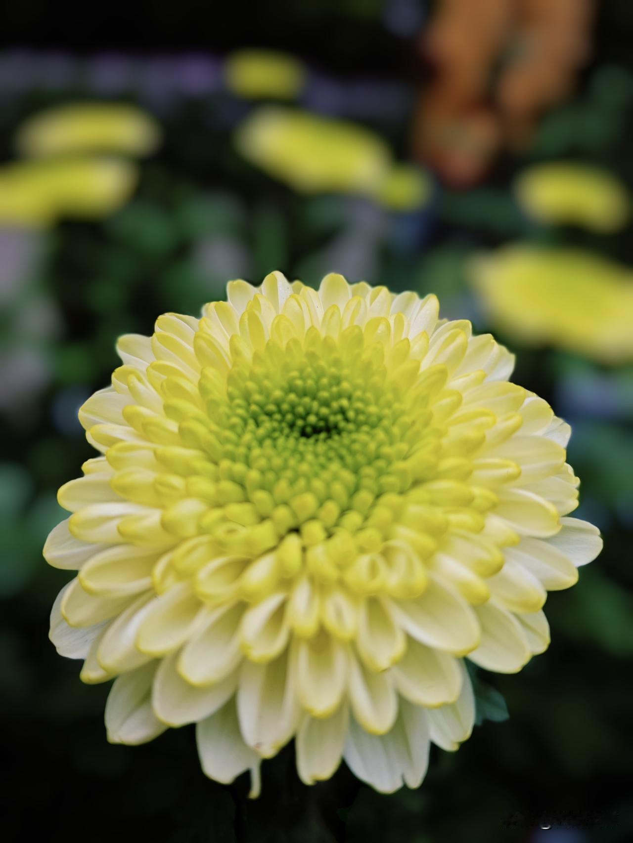 分享我这周有趣的事：宝鸡植物园菊花，金蕊流光，白瓣凝霜。