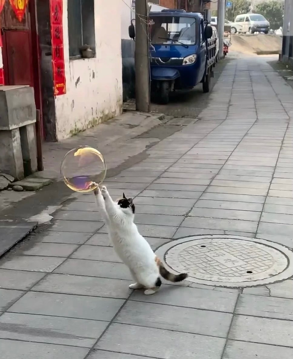 🫧🐈 ​​​