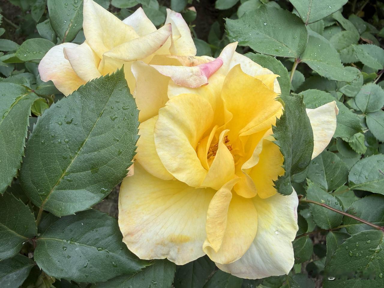 你的乡愁,思念的是什么? 
【小对联】
上：京味；
下：……？