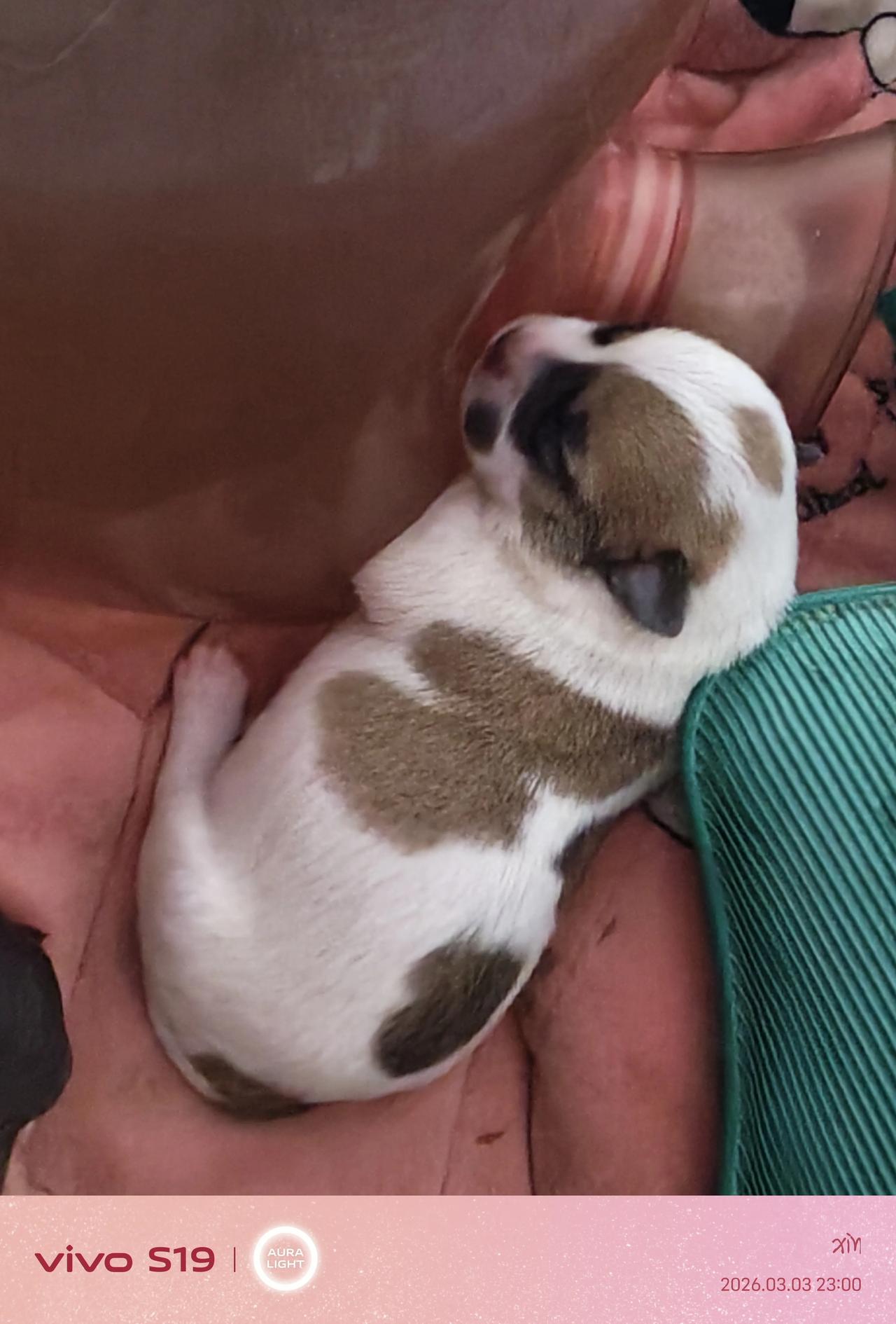 酣眠的小生命
 
清晨的柔光里，一只中华田园犬幼崽正酣然入梦。它蜷缩在色彩斑斓的