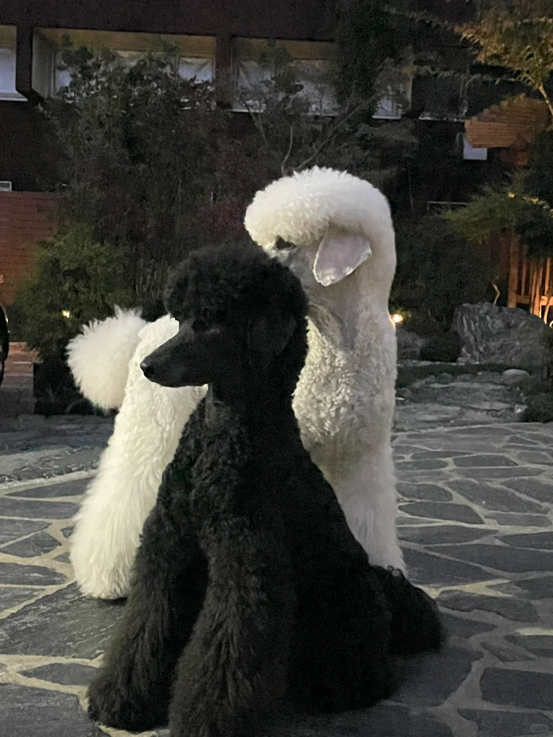 雕塑狗