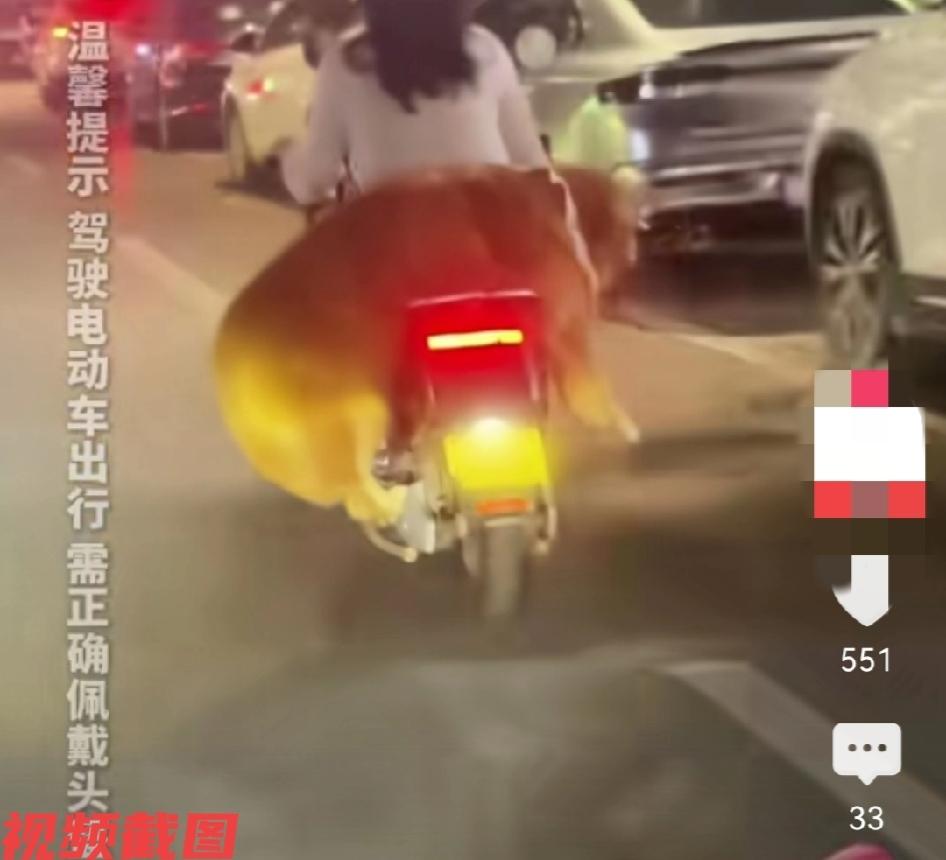 有只金毛狗狗非要和主人一起出行，只是狗狗的身躯庞大，小小的电瓶车后座没有安放好它