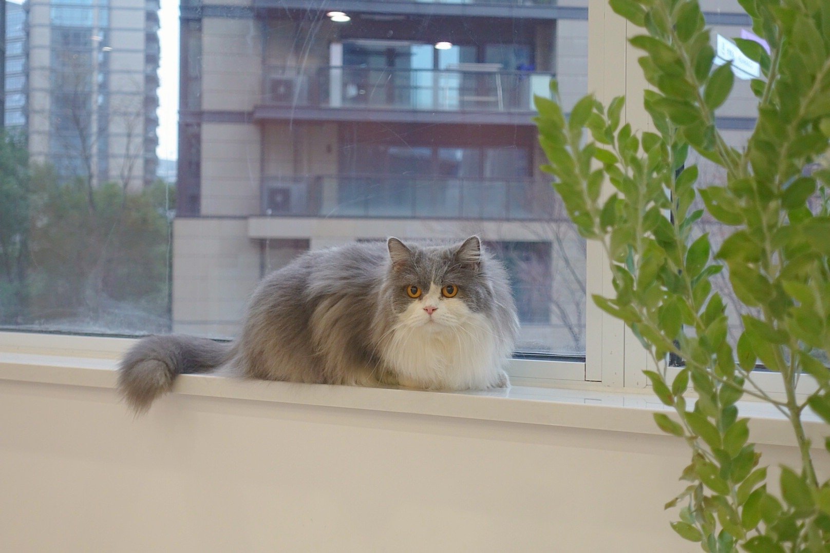 仙女妹妹这两天在怪兽宠物医院做院猫想挨揍的速来#春日萌宠随手拍##杭州宠物医院#