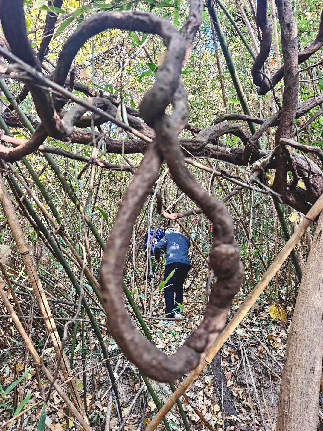 ✨枯藤如大地的指纹蜷曲成谜，竹林筛下碎金般的晴光，人穿行其间，像闯入了植物与时间