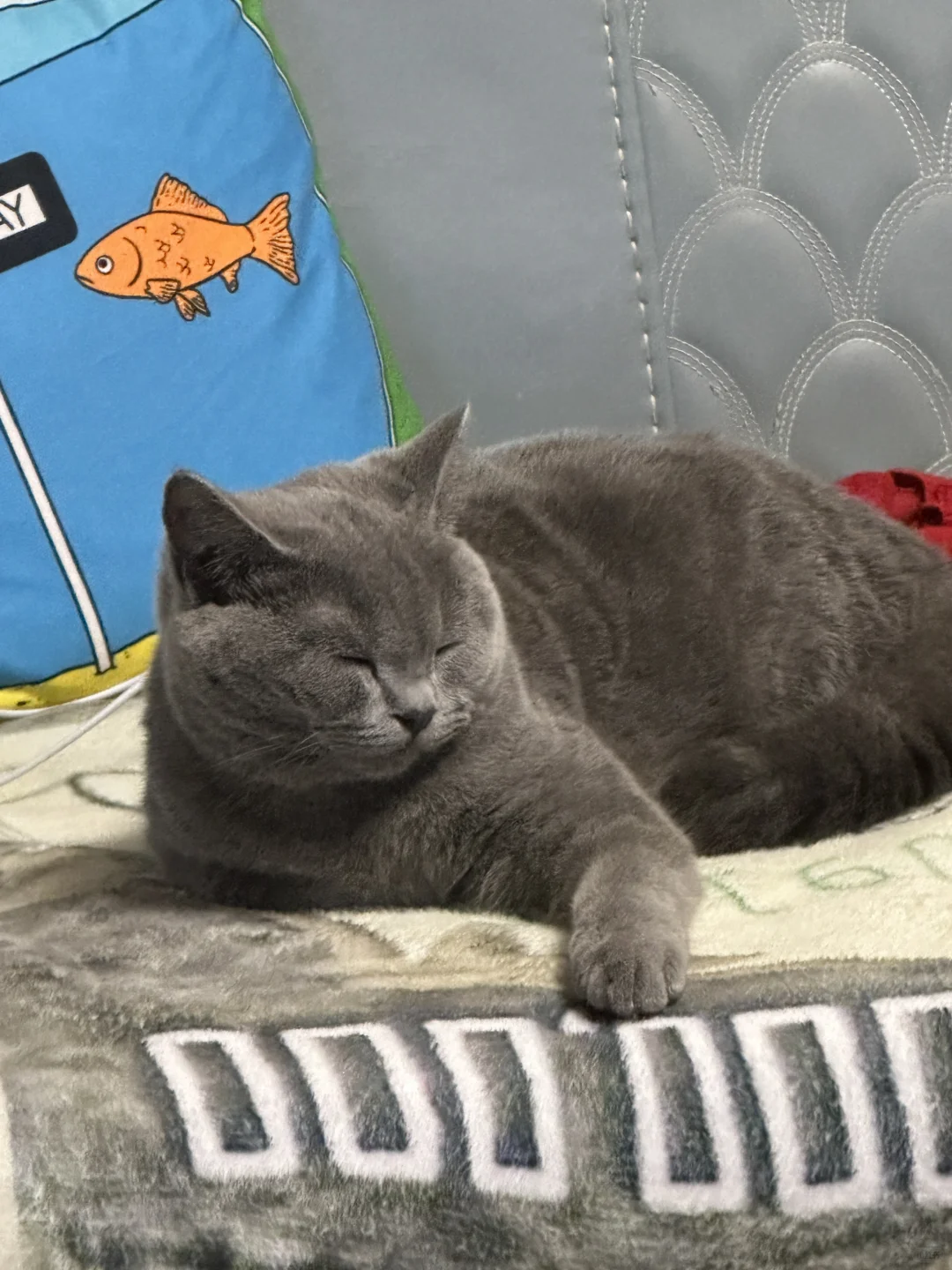 枕边没有丑货！！只有可爱的哈基米！！