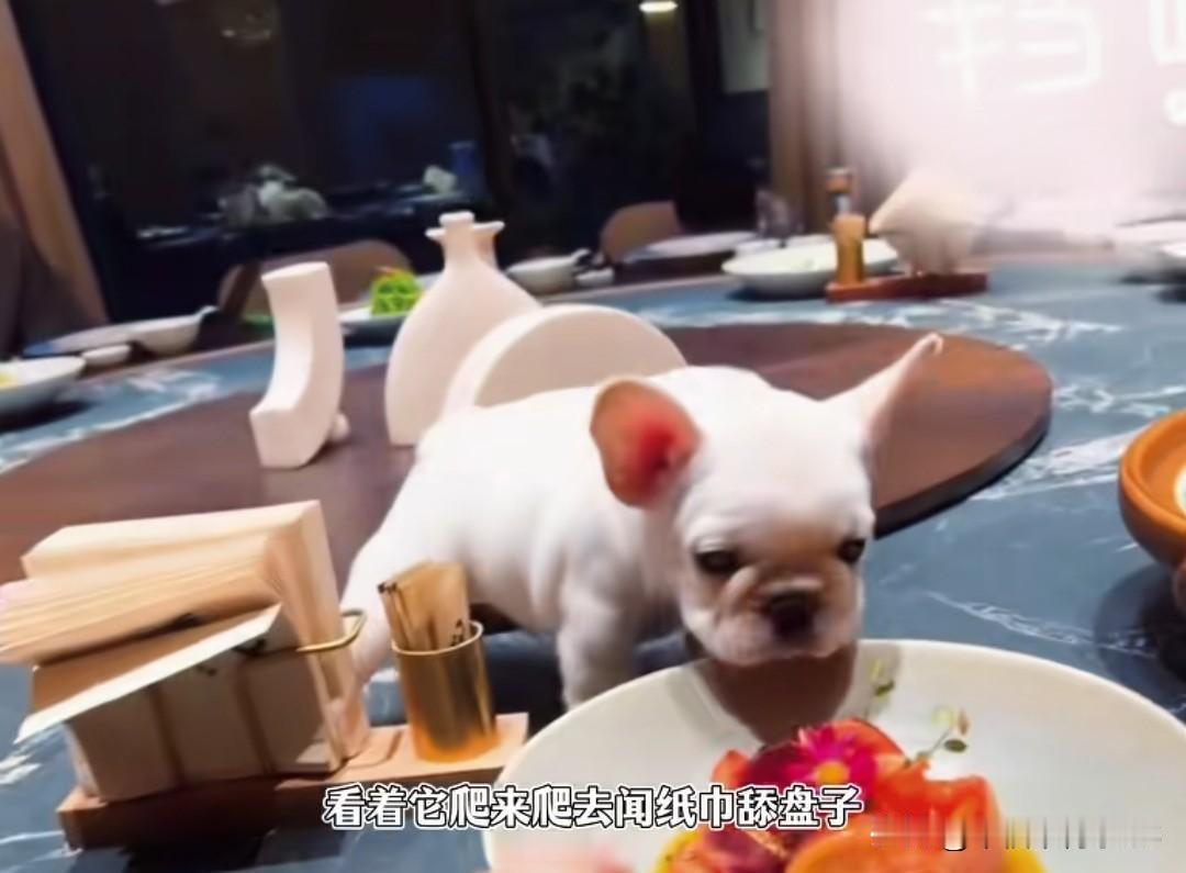 新店开业老板叫朋友去吃饭，谁知朋友直接把带去的小狗抱上餐桌舔餐盘，刚开业差点直接