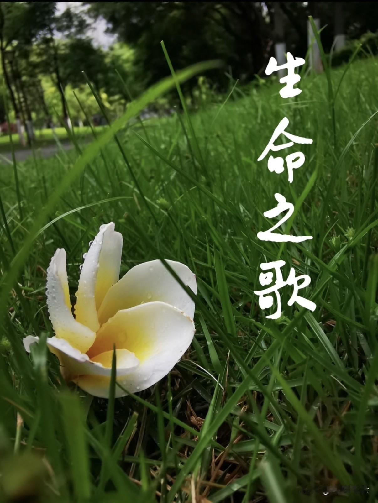 英雄气短与哈儿百年

    午间吃饭，忽闻刘欢走了，六十三岁。于是一怔——才六