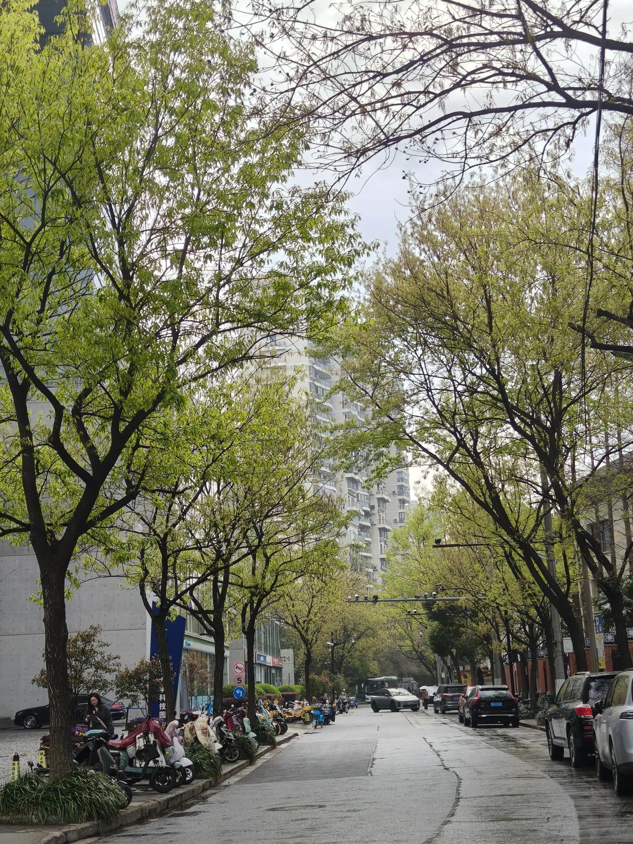 上班路上随手拍花草🌿树木🌲

实景图分享！🌲🌸🌸🌸🌸🌿