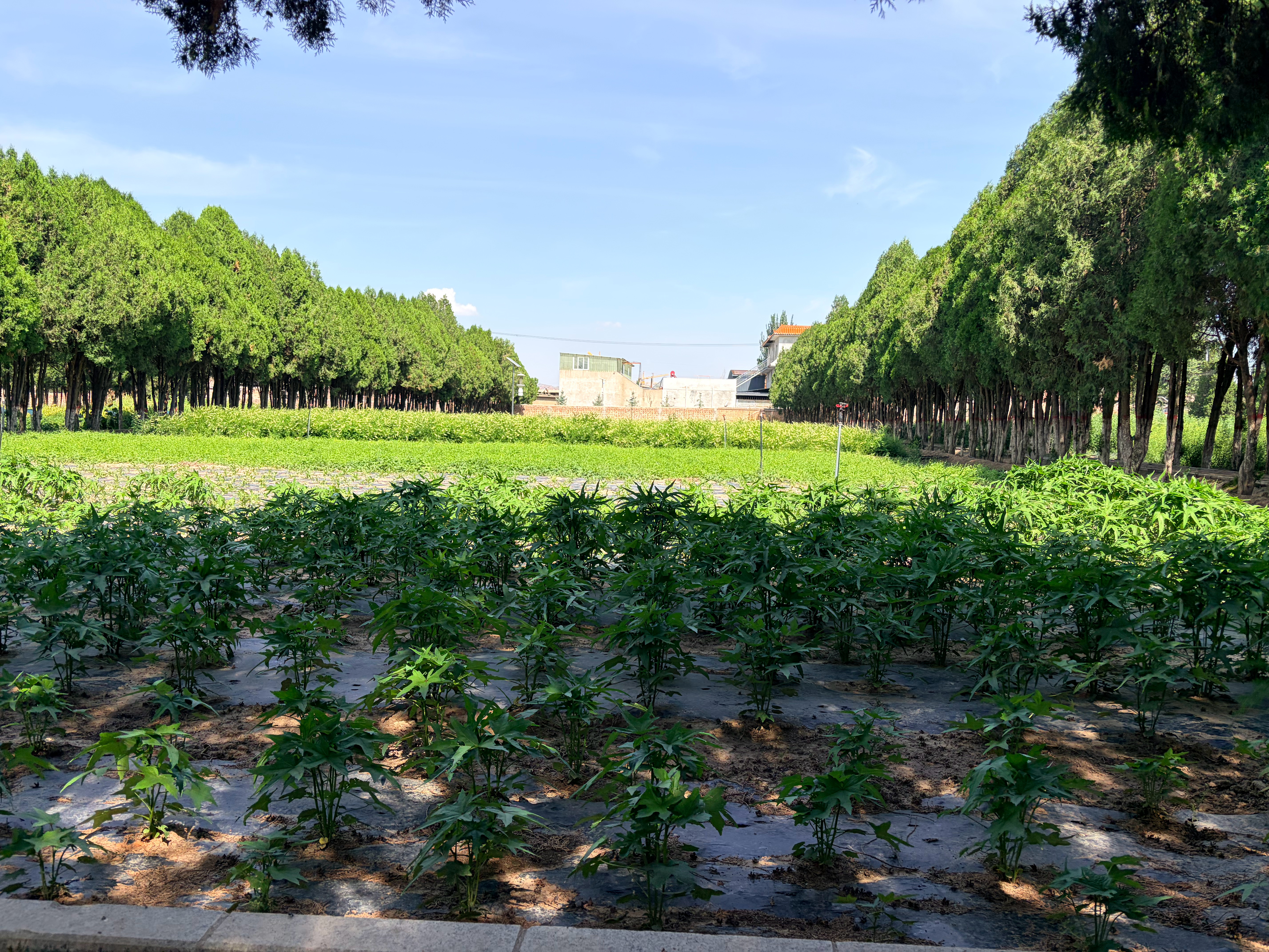万千气象看陇原陇西药圃园，药香与科技相结合，既有自然的生机勃勃，又有数字展馆的硬